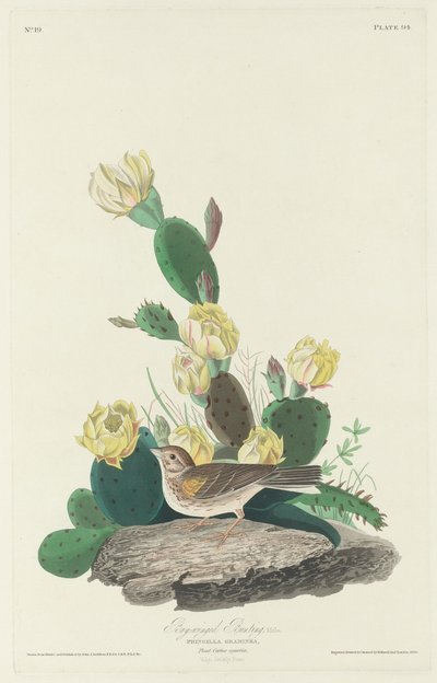 Baai Vink, 1830 door John James Audubon